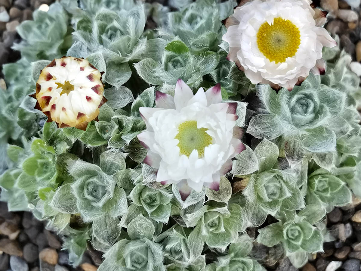 Helichrysum milfordiae photo